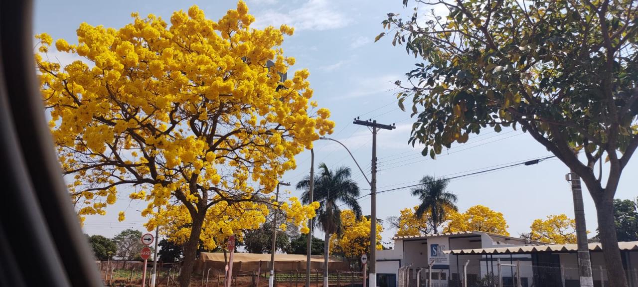 Foto 9 de 31 — Florada dos ipês dá novo colorido a Araraquara e internautas enviam fotos; veja